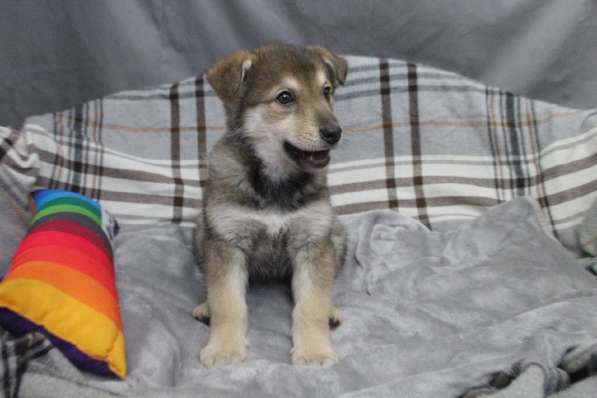 Черный щенок со звездочкой на груди в Санкт-Петербурге фото 6