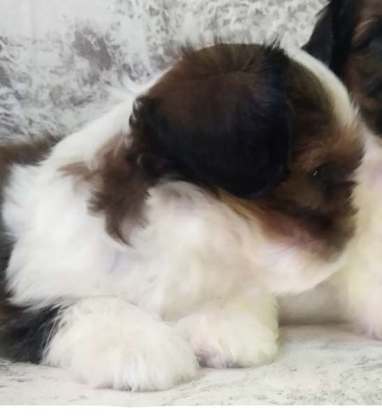 Кавалер Кинг Чарльз Спаниель и Ши-тцу