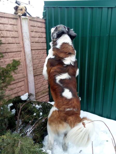 Щенки сенбернара в фото 64