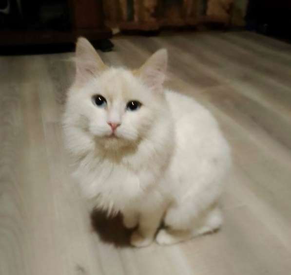 Котенок в добрые руки. Голубоглазая Снежка в Пензе фото 9