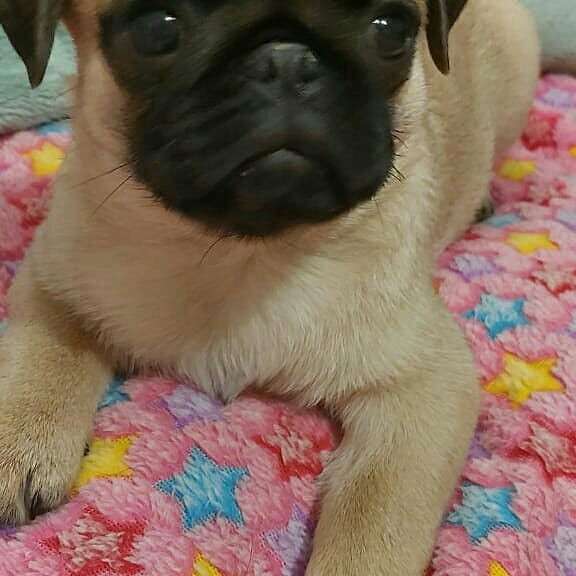 Щенки мопса в Калининграде фото 9