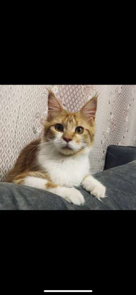 Котята Мейн-кун в Рубцовске фото 11