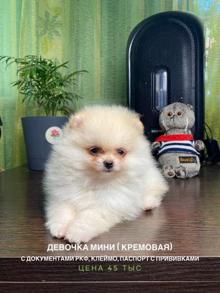 Шпицы с документами РКФ МАЛЬЧИКИ ДЕВОЧКИ в Краснодаре фото 6
