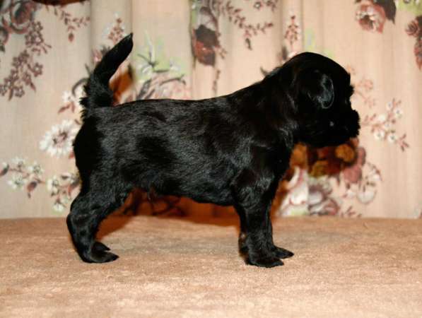 Щенки тибетского терьера в питомника в Санкт-Петербурге