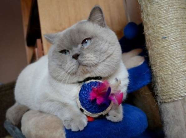 Колорные котята с голубыми глазками в Санкт-Петербурге