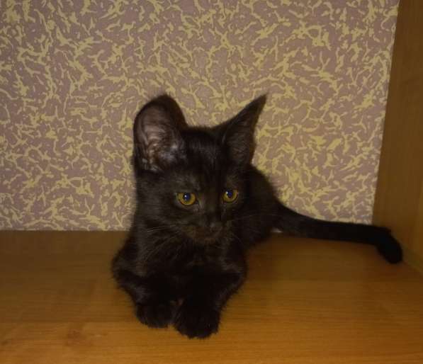 Котята в добрые руки в Дмитрове фото 3