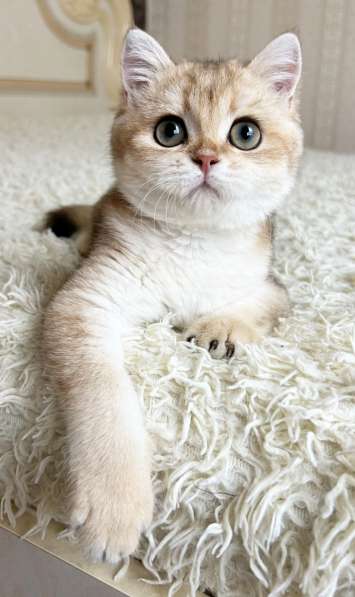 Британский мальчик в окрасе ny11 в Москве фото 7