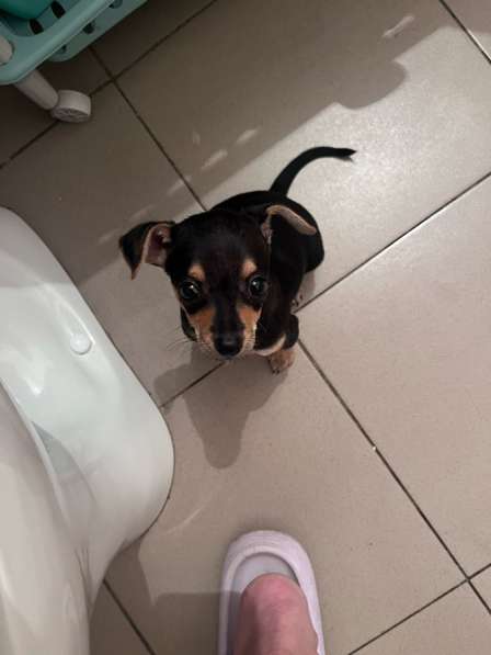 Мини той терьер в Краснодаре фото 5