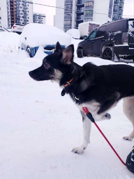 Ищет дом крошка-собачка весом 8 кг в Санкт-Петербурге фото 3