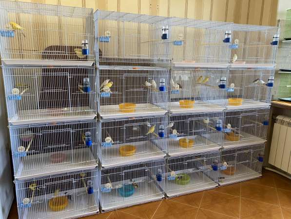 Канарейки в Тюмени