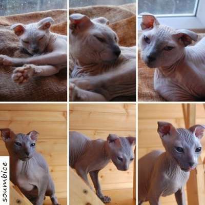 Профессиональный питомник SOUMBIKE предл в Санкт-Петербурге фото 7