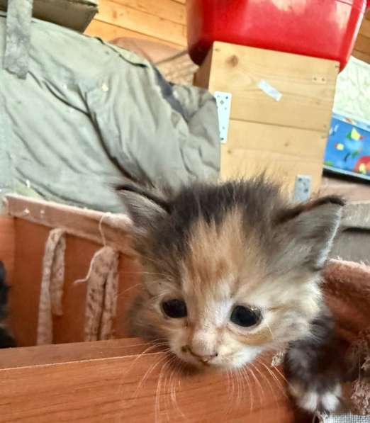 Продам милых девочек