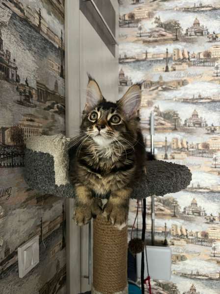 Мейн-кун полидакт девочка в Новосибирске фото 11