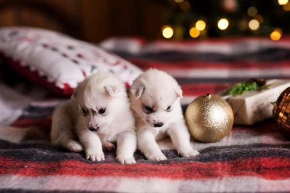Открыта бронь на щенков хаски в Москве фото 3