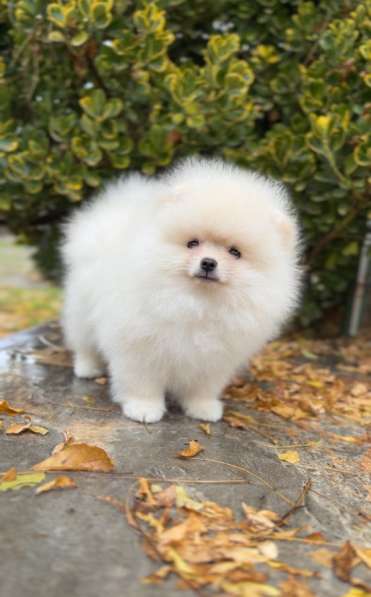 Померанский шпиц щенок в Москве