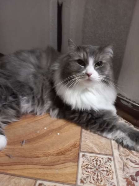 Кот сибиряк,4 года в Новосибирске фото 72