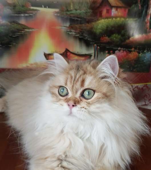 Шотландский котик