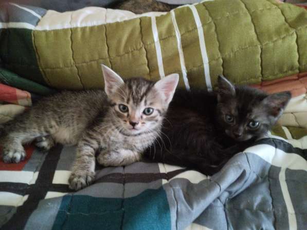 Котики в добрые руки