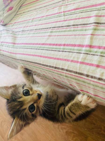 Котята в добрые руки! в Нижневартовске фото 7