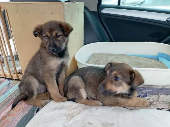 Отдам зенков