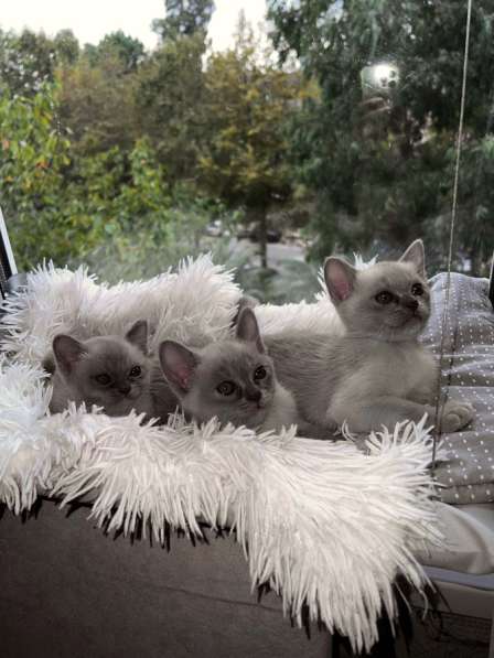 Бурманские котята