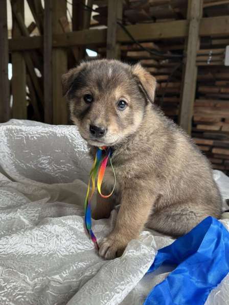 Щeнки-мeдвeжатa в добрые руки! в Москве фото 3