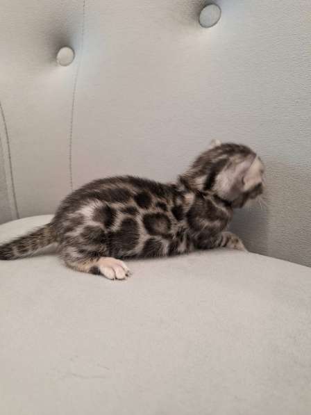 Бенгальские котята в Санкт-Петербурге