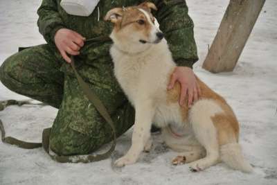 собака в Великом Новгороде фото 6