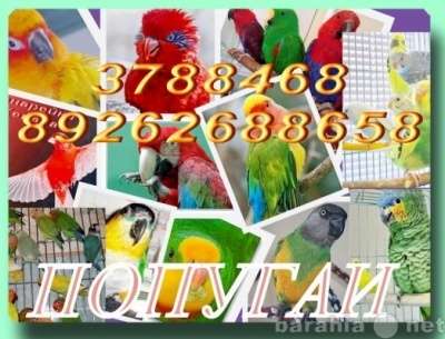 Элитпопугаи из питомника "МНП" в Москве