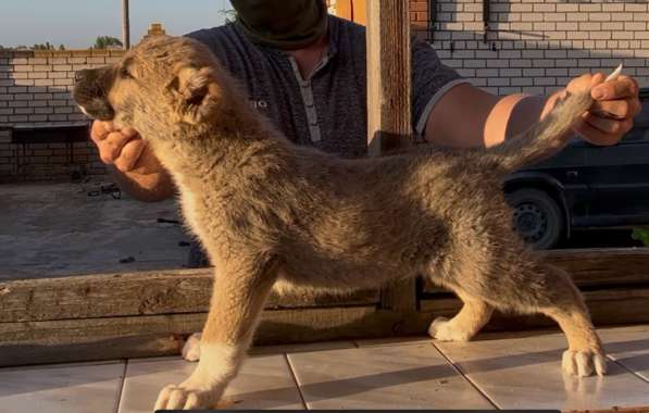 Кавказские волкодавы в Волгограде фото 10