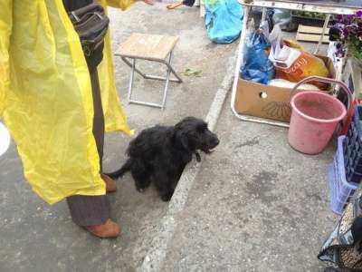 Отдам даром Метис спаниеля в добрые руки! в Новосибирске