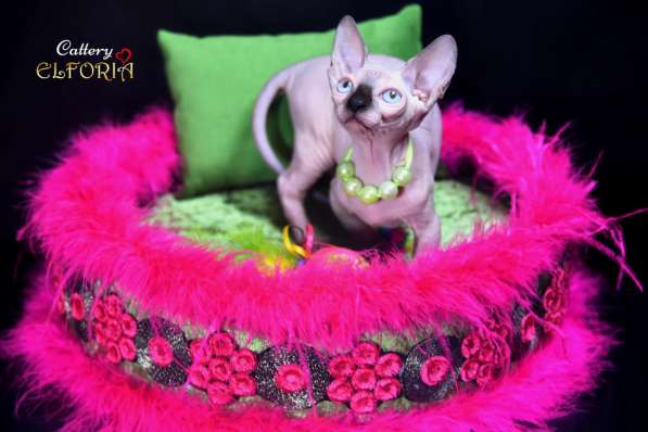 Котята Sphynx в фото 3