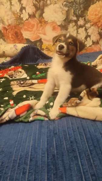 Маленький харизматичный щенок ищет самые добрые ручки! в Москве фото 4