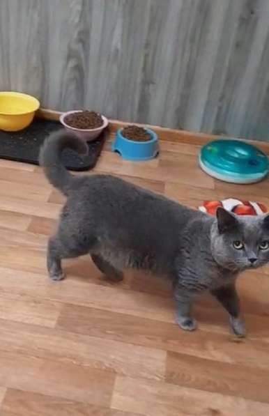 Британский кот Винтер ждет заботливых хозяев в Москве фото 5