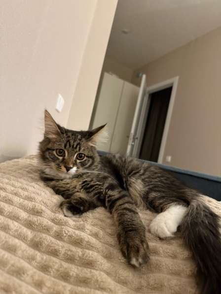 Отдам котика в добрые ручки