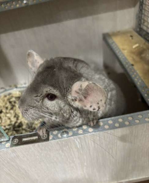 Продам шиншиллу!