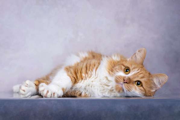 Ярко-рыжая молодая пушистая кошечка Дакота в дар в Москве фото 3