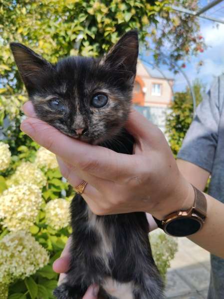 Отдам котят бесплатно