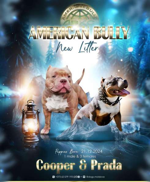 Шикарные щенки Американ Булли покет в 