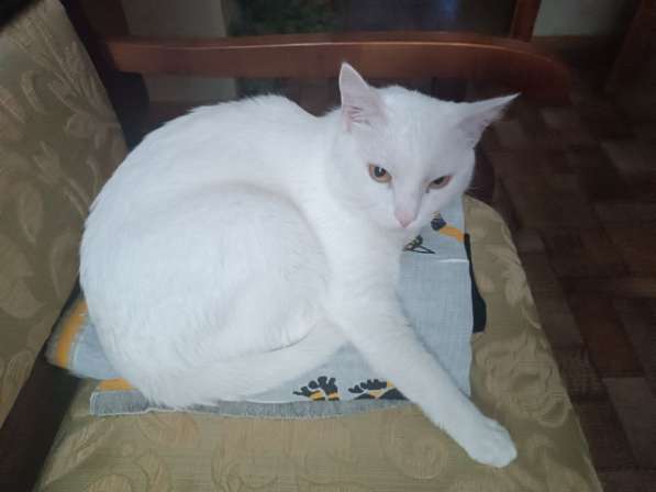 Отдам в добрые руки в Магнитогорске фото 3