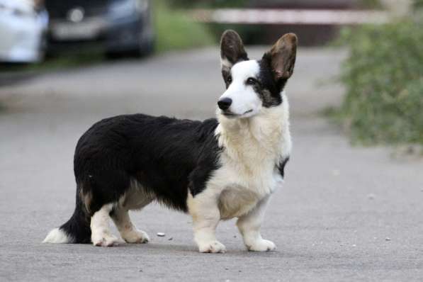 Вельш корги кардиган-мальчик в Москве фото 9