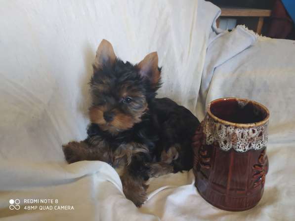 Миник мальчик йорк и стандарт девочка в Севастополе