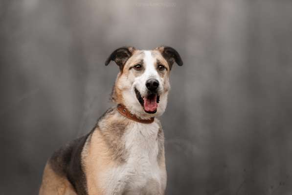 Молодой энергичный Майор ищет семью в Москве фото 13