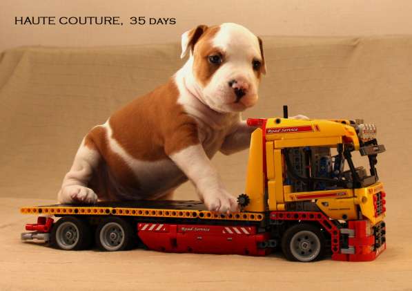 Щенки амстаффа в Санкт-Петербурге фото 19