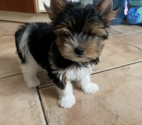 Щенки, Бивер, Шоколад в Москве фото 7