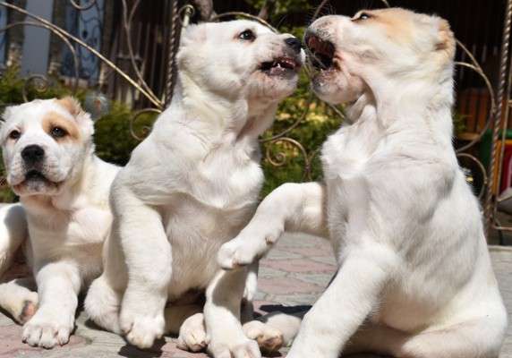 ЩЕНКИ СРЕДНЕАЗИАТСКОЙ ОВЧАРКИ - ПРОДАЖА ! в Алуште фото 13