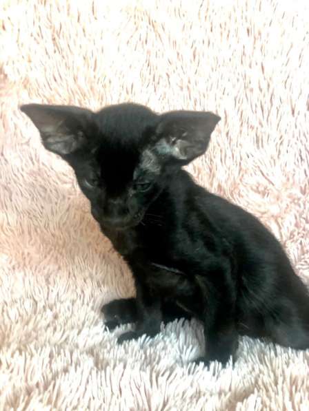 Черные эльфы в Москве фото 3