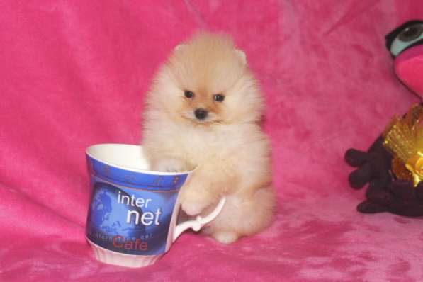 В продаже мини щеночки померанский цверг ШПИЦ в фото 4