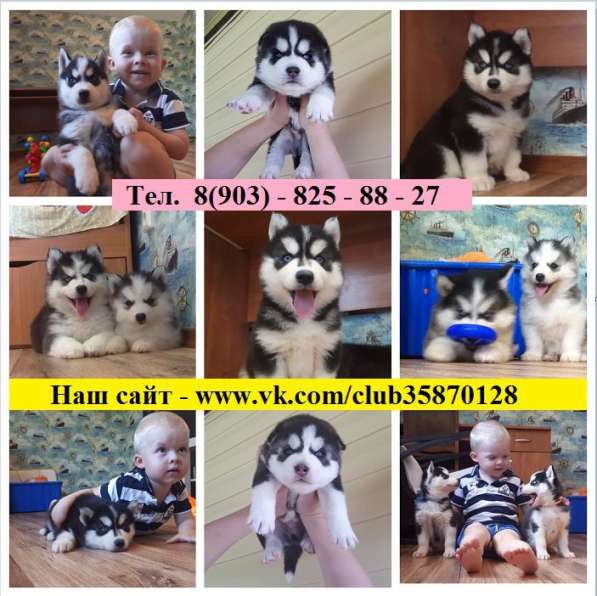 Щенки сибирской хаски в Выксе