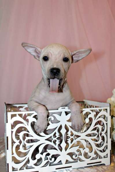 АМЕРИКАНСКИЕ ГОЛЫЕ ТЕРЬЕРЫ. СУПЕР - ЛЯЛЬКА! в Челябинске фото 4